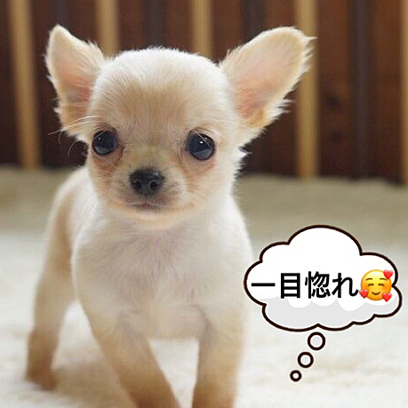 初めて会った時のくうです🐶😊
大きくなったなぁ〜大きな病気もなくすくすく成長してくれました😊ありがとう🥰

今月は忙しくてなかなか皆さんの投稿が見れませんでした💦
肘や腰にガタがきたり精神的にも疲れました💦
6月はお休みを多くもらったので、くうに癒されながらのんびりしようと思います😊皆さんの投稿もゆっくり見ますね😊❣️