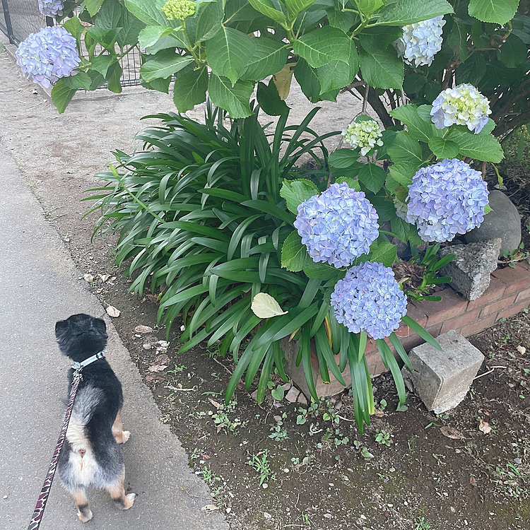 
紫陽花ととらくん🐯🌸

今日は散歩行ってる途中に
土砂降りになってしまって最悪でした💦

パラパラかと思いきや
大粒の雨、、しかも通り雨🌂

タイミング悪かったです🥲

