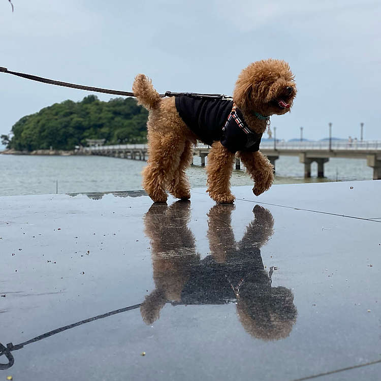 早々に梅雨入りしましたが、雨が続いたのはその時だけであとは晴れ間も多くて助かります☺️

昨日はウユニ塩湖ならぬガマニ塩湖に行きました😆
愛知県の蒲郡（がまごおり）と言う地名の場所なんですが、モニュメントの石の上で撮る写真が最近の流行りみたいです♪
