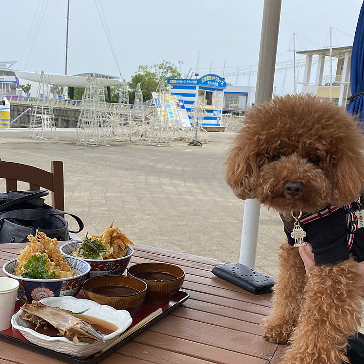 その後少し移動してテーマパークに隣接するマーケットでランチです🍽
海鮮のお店がたくさんあり迷いましたが、パパさんも私もなぜか天丼に意見が一致😆
地魚3種類、カボチャ、大葉の天ぷらと味噌汁で500円って破格の値段‼️
私はエビ天2本🦐🦐地魚、カボチャ、大葉の天丼でこちらも500円‼️
写真ではあまり伝わりませんが結構なボリュームで美味しかったです😋
あとは別の店のマグロのカマ煮をプラスしました🐟