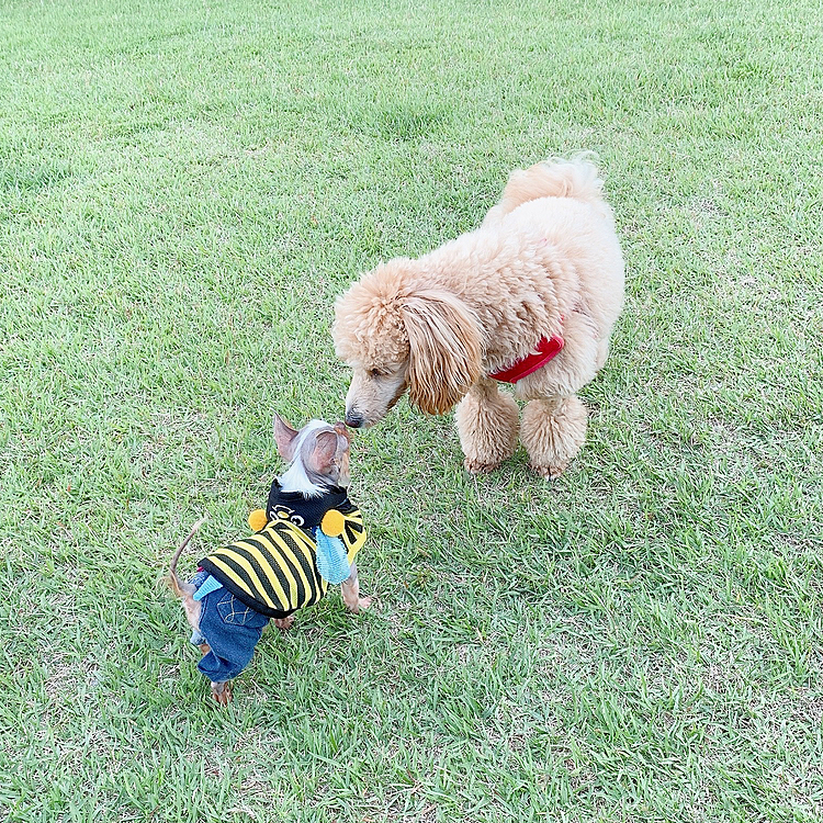上手にご挨拶出来ました💖今日は暑すぎて夕方から公園にいってたくさんのわんちゃんいてちょっとしたドックラン状態🐶💕