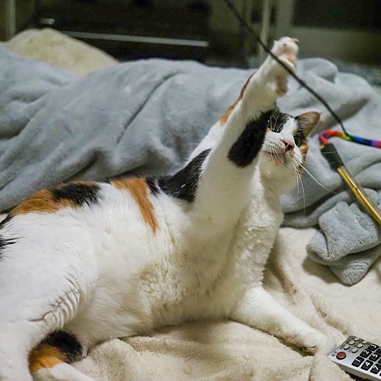 アタックにゃ