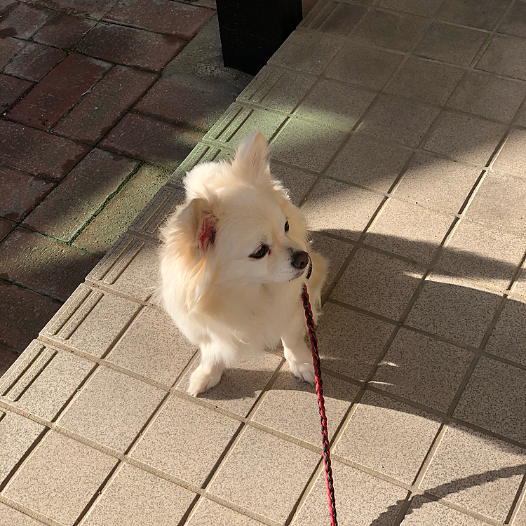 おはようございます☀
小雪は今朝も元気いっぱいお散歩してきました🎵🐶