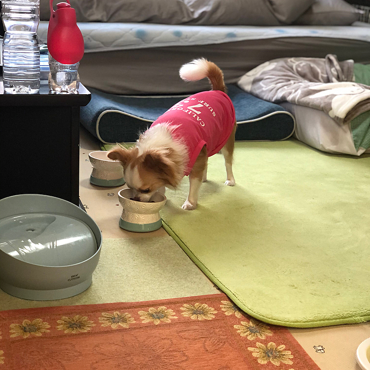 小春はご飯だ❣️オモチャだ❣️
ワチャワチャ大騒ぎ〜🎵🐶