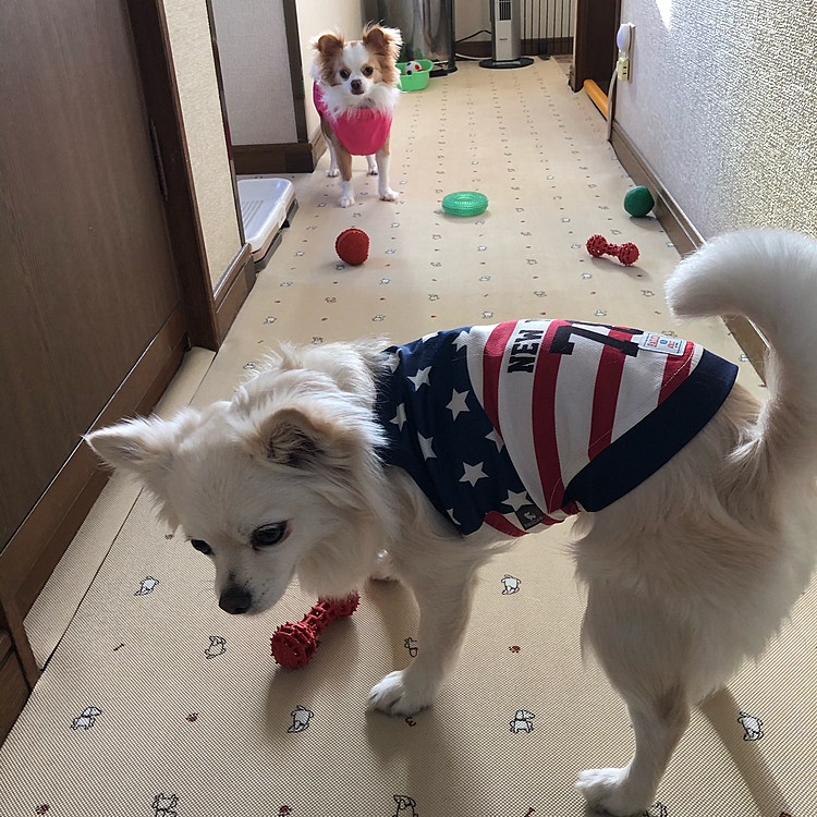 小春の千本ノック🥎
ついに小雪も参戦✨🐶
朝から騒がし〜🤣