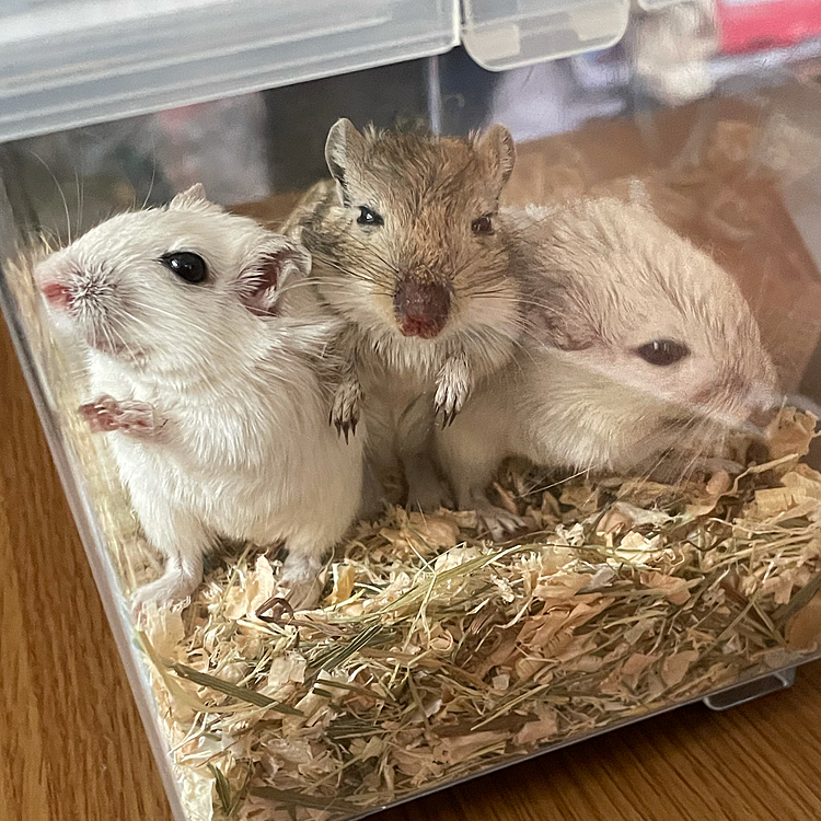 おはようございます🐶
ニューフェイス、ジャービル３姉妹です🐭🐭🐭縁あって里親になりました😆
まだ３ヶ月ですが、懐いていてカワイイ子たちです❣️左からシラコ、チャ、ネズコと申します〜😆