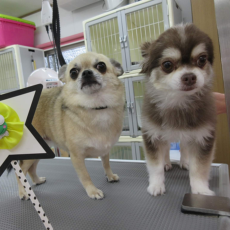 こんばんは🌙
一昨日、トリミングへ行ってきました🐶
トリミングでオトモダチになったクロエちゃんと一緒にパチリ📸緊張したけど楽しかったね❣️また、会えるといいなぁ☺️💕