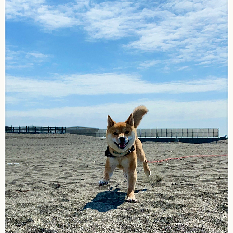 2021.05.31
今日はフィラリアのお薬をもらいに病院へ🏥

その前に海で遊びました🏝
