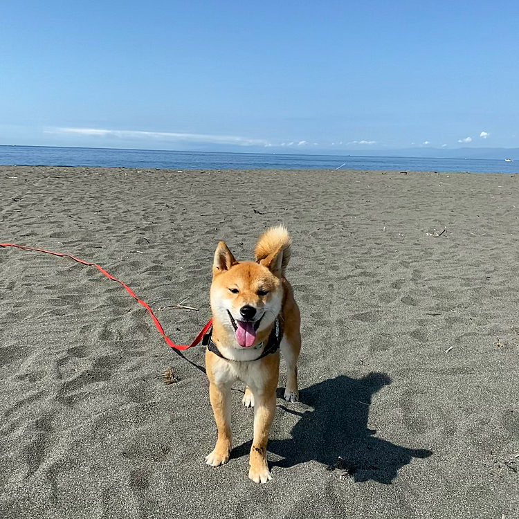 朝もうすでに暑かった☀️
