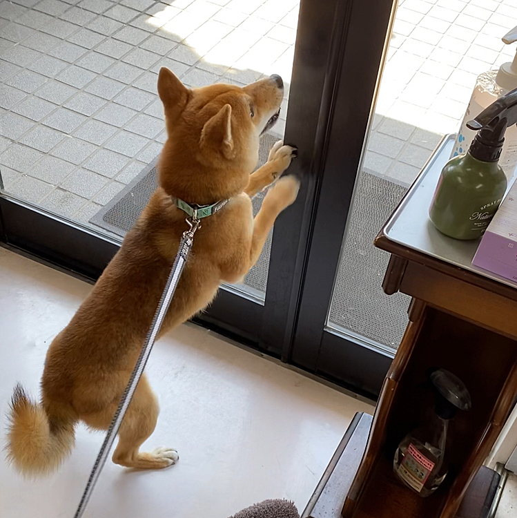 病院は苦手なので帰りたくてドア🚪をカリカリ💦