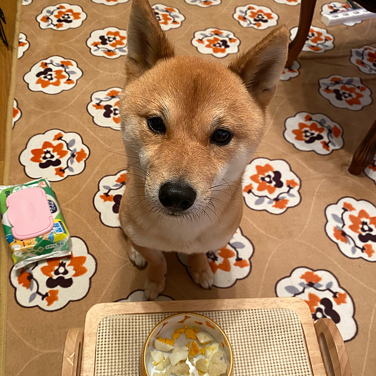 ポテトサラダを作る時は櫂にもジャガイモ🥔とたまご🥚を少しあげます😊
体重5.2kgで増えてなかったし、苦手な病院頑張ったので少し多めで✨

フィラリアのお薬もスタート💊
月末、忘れないようにしようね😊