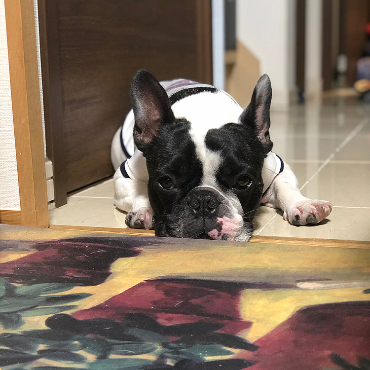 写真はありませんが今日の夕散歩も娘と一緒にロング散歩に行って来ました😀
途中、すれ違ったシベリアンハスキーにグイっと来られて、やめてぇ〜💦 とパニックになってました🤣
父ちゃん、あれ、狼❓狼だよね🐽 と言いたげでした😅
帰ってきたらフローリングでは物足りずタイルの上でクールダウン😁