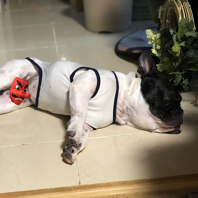 ブーブーイビキが聞こえるので振り返ると、完全に横になってました😆