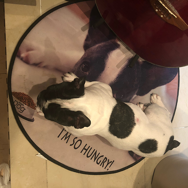 そしてフレブルのマットの上に移動しました🤣