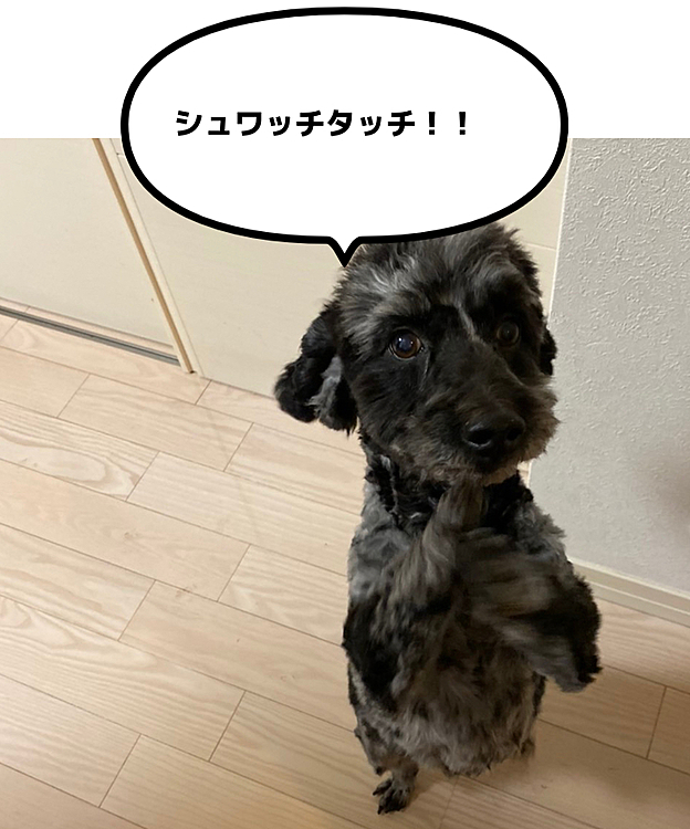 シュワッチタッチ！！！！本家🐶❤︎