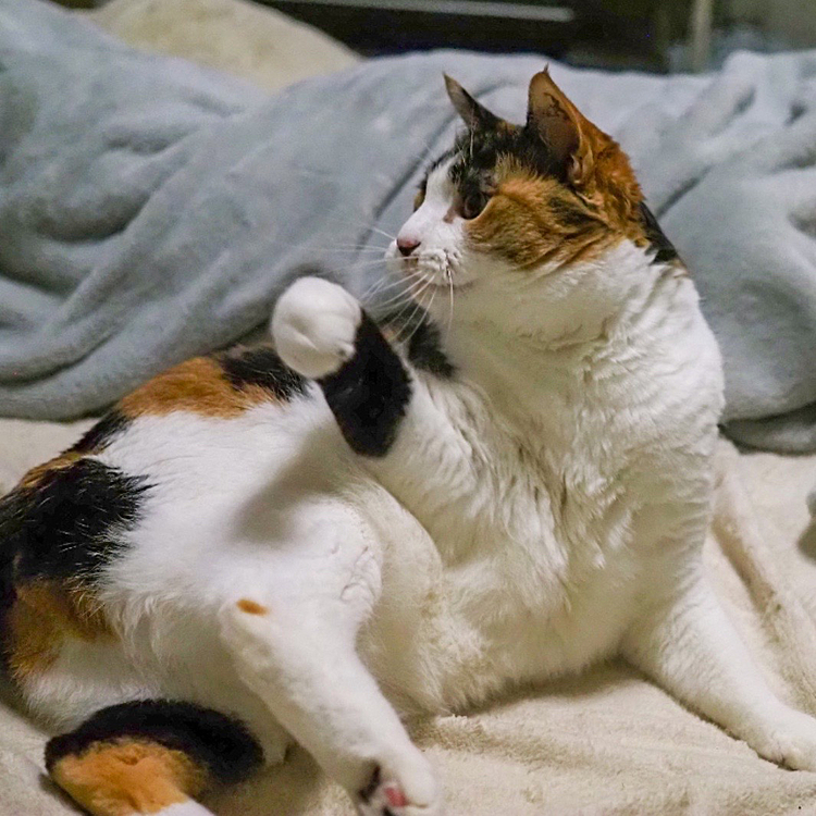ねこパンチにゃ