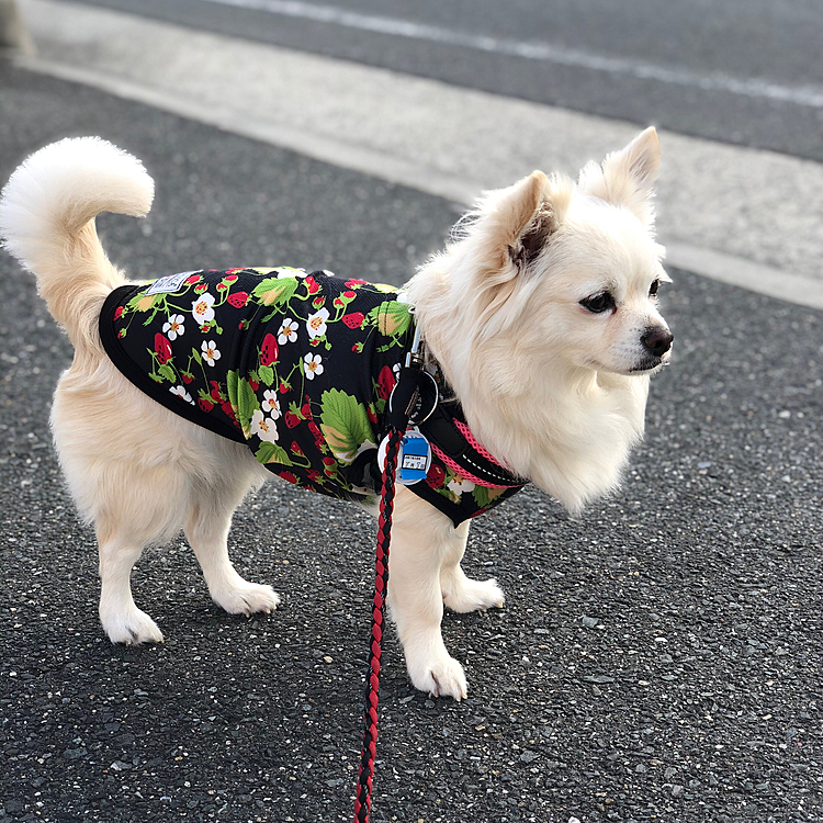おはようございます☀
小雪は今朝も元気いっぱいお散歩してきました🎵🐶