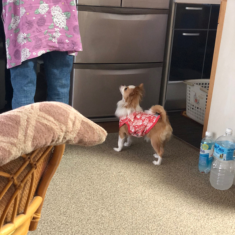 小春はバァバに何かくださいな💕って🎵🐶
さっきジィジにパン🥐貰ったでしょ〜🤣

小春に、小雪のシャツを着せてみたら…
ちょっと大きいけど着れるね〜😂