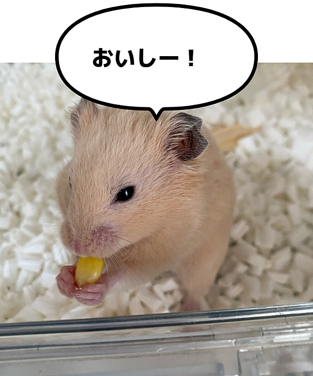 ハムぞうにとうもろこしをあげてみました！
喜んで食べてくれました😆
甘々娘です🌽