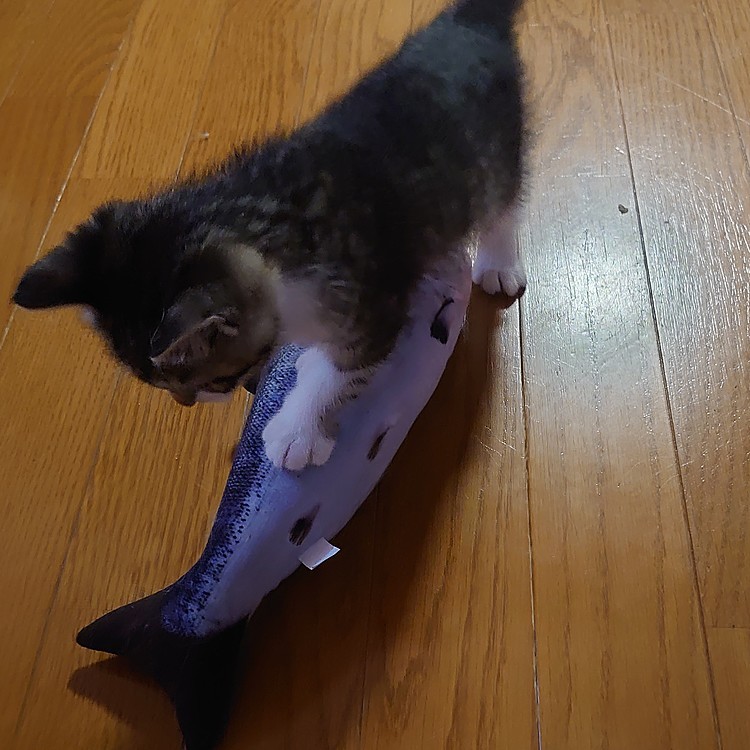 魚には勝てる!