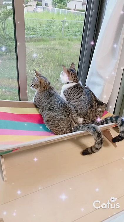 夕方のニャルソック！いつも2人揃ってるね😄