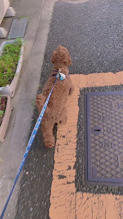 もう便秘3日目、丸々2日半過ぎているので、病院に行こうとしました。
そしたらもよおしたらしいです。
危機一髪‼️
なんか病院まで行って直前に「出ました…」とゆーのもやだなぁ…と思っても便秘なんかしたことないから心配だし。
とりあえず出て良かったです。