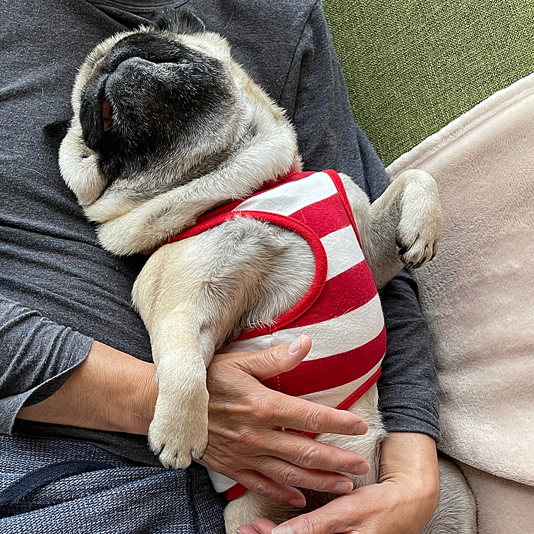 お休みのとうちゃんのお腹の上でクデクデです🐶