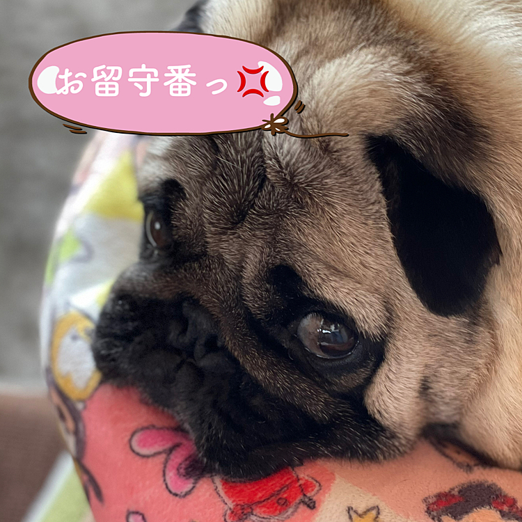 午後からとうちゃん＆ママさんお買い物👛
お留守番で、すねまる💢です😊