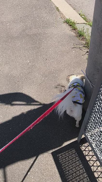 今日はお天気が良く、でも気温はそれほど高くなく気持ちいいお散歩でした🐕🐾😊
入念にマーキングしています🐕✨
出てないけど🤣
