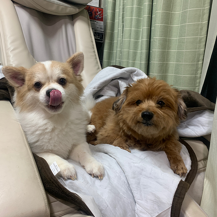 今日は仲良く、オヤジのあんまきで帰り待ち
の二人😁

毎日仲良ければいーのに😅