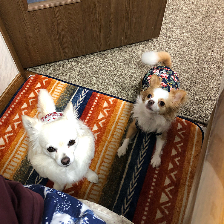おはようございます☁️
今朝も私のモーニングが狙われております💦
小雪＆小春の圧がハンパないです🤣