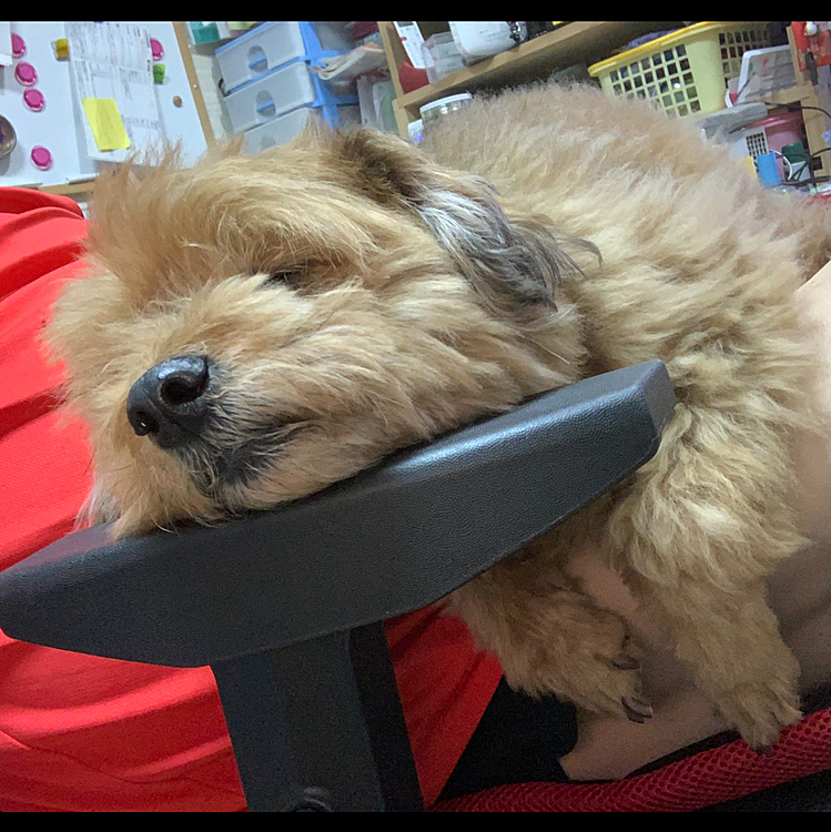 甘えたのほくとさん
オヤジの椅子の上で肘掛けに顎乗せて器用にねます