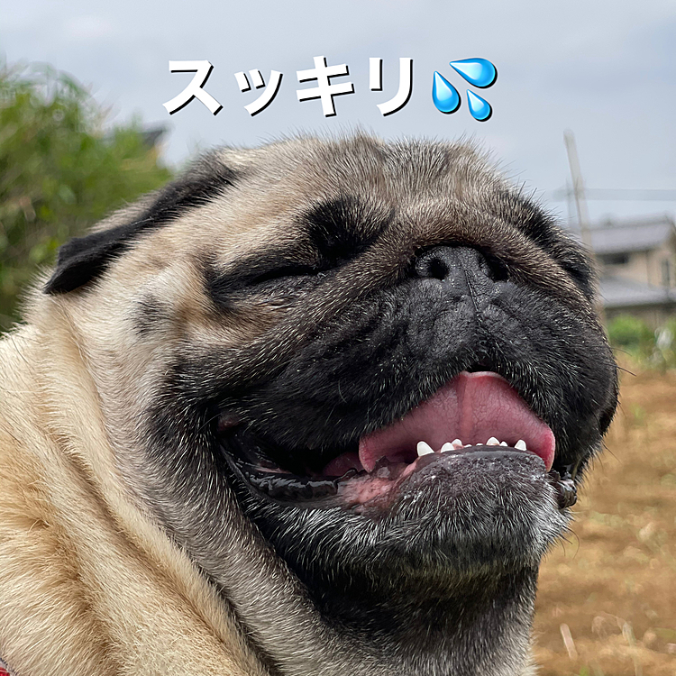 朝んぽ元気に行って来ました🐶
麦畑バックにシッコ💦