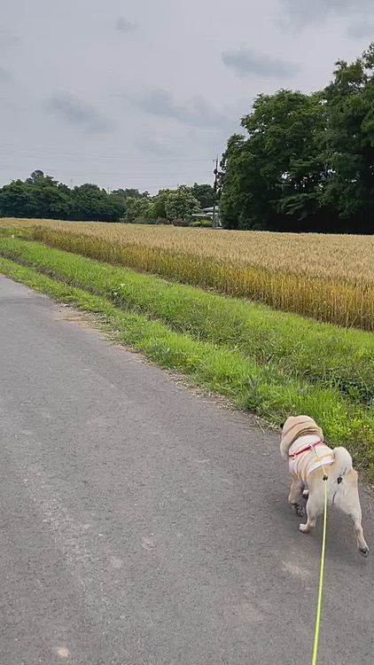 ししまるにビックリして、麦畑に逃げた猫🐱　が気になるししまるです🐶