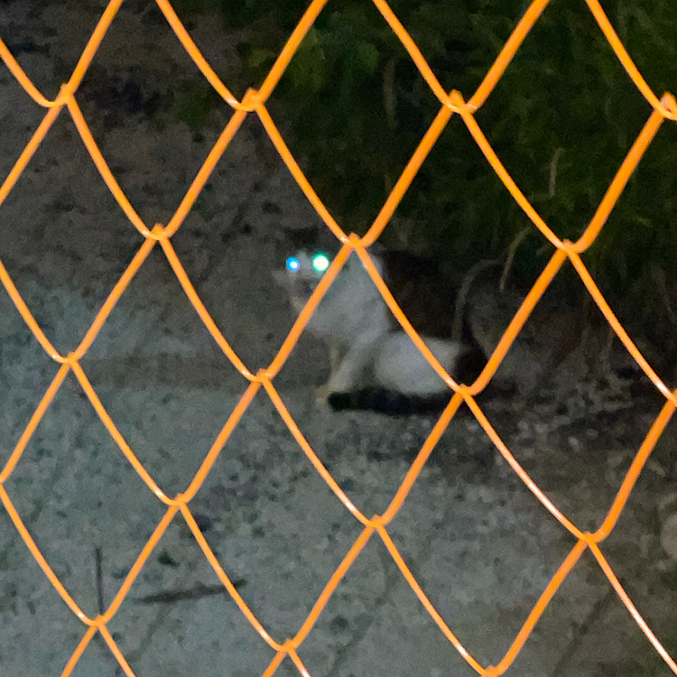 都内在住の猫🐈さんなんとなく近所の猫より大きくて毛がパサパサしてそうでした。安全第一フェンスで目視できなかったハピさんは気づいていないようでした。猫🐈さんは気づいてたのに…