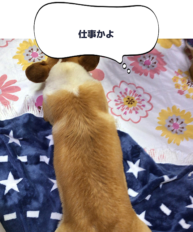 お留守番を察知🌀
いじけモード突入🌀
寝て待ってたら帰ってくるよ😃
頑張れっ😃