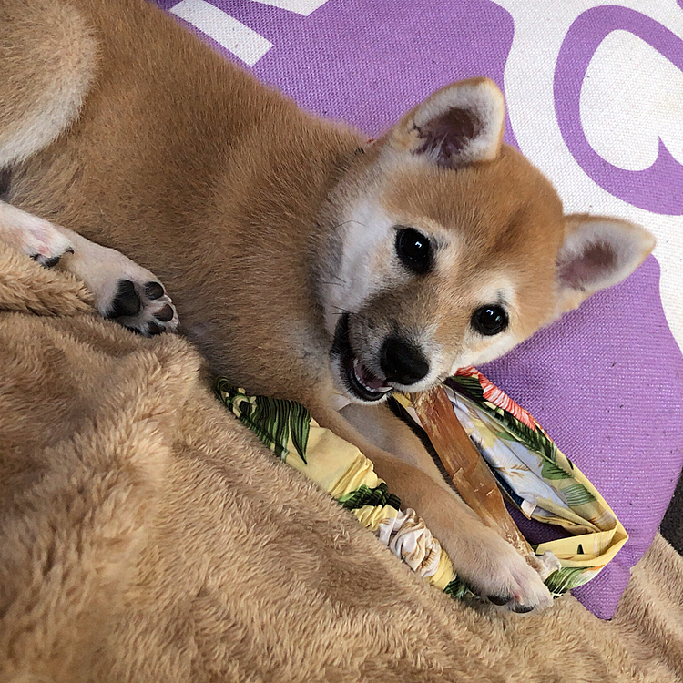 ちっちゃい頃...こんなに顔モンキーな模様でしたっけ🐾🤣