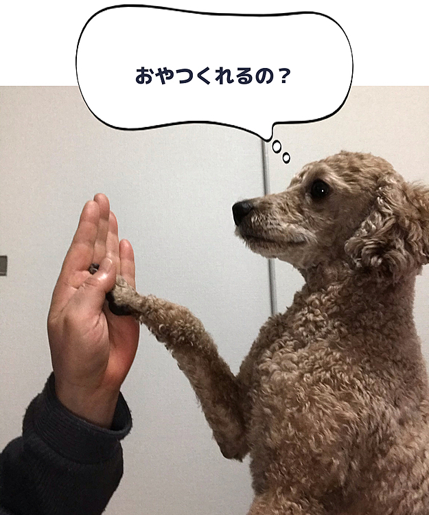 アラシく〜ん🎶
はぁい✋とタッチしてくれます🌟