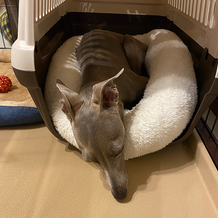 でも、やっぱりワタシには小さくてはみ出しちゃうのよね😑
はーーー、優しいってシンドい😢