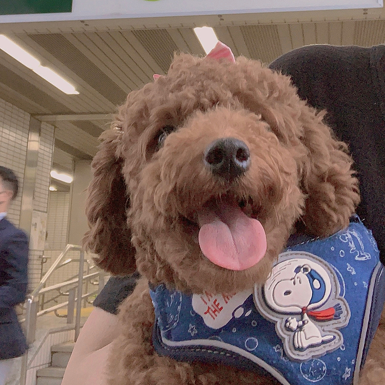 隣駅まで歩いたよという写真を必ず１枚撮ってしまいます。
そこで自販機で水を買い冷たいお水を飲んで帰ります。

ところで残念なことにこの間のウェットフード、食いつきが良いほどではなく、食べましたが残すし何よりもジュウ号的に臭いが受け付けずあげるのを断念しました。
オマケの歯磨きジャーキー喜んで食べてたとゆー😅😅😅