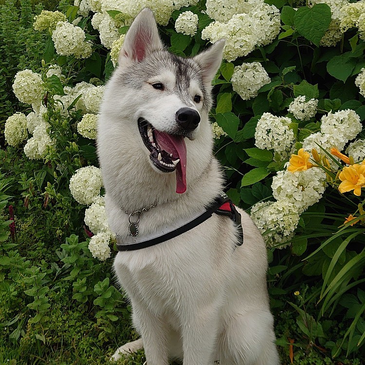 紫陽花綺麗だね♪
#ハスキーミックス
#散歩
#紫陽花