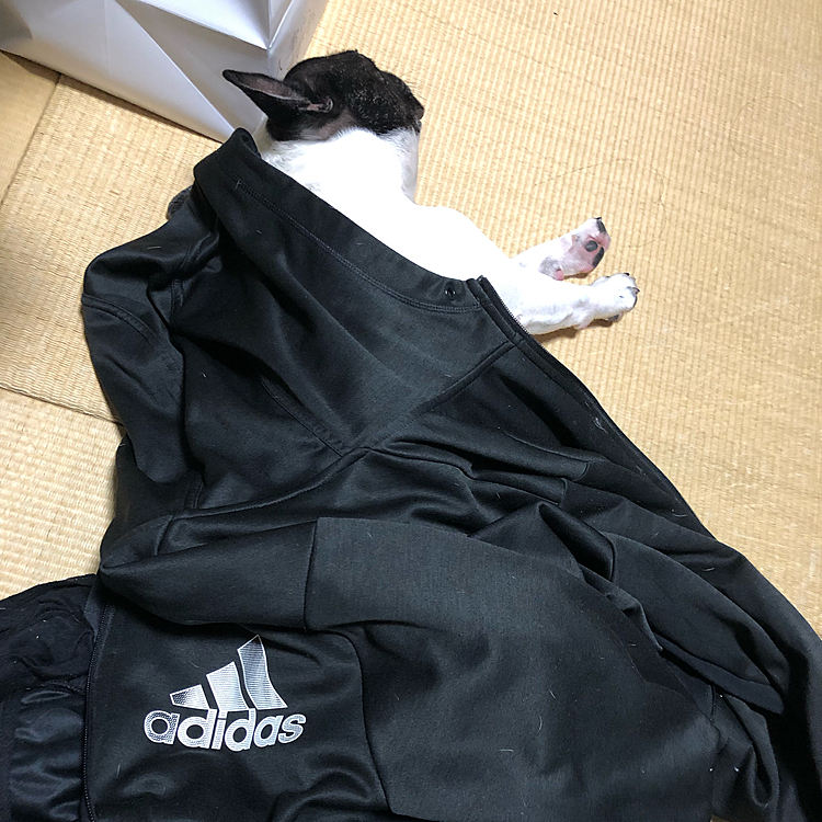 最近、私が和室で📺を見てると横に来て寝る様になりました😅
Tシャツやパーカーを掛けてあげるとイビキかいて寝てます💤😆