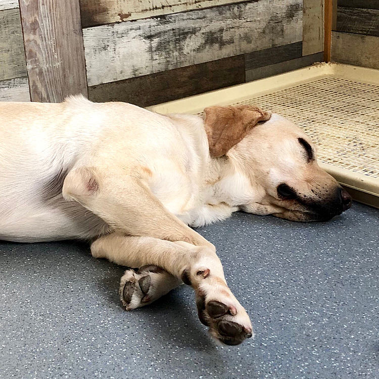 いぬノート、終わっちゃったね…。

朝ごはん…食べたら…眠たいよ〜ぉ😪
(ライトお得意の 腕組みです)