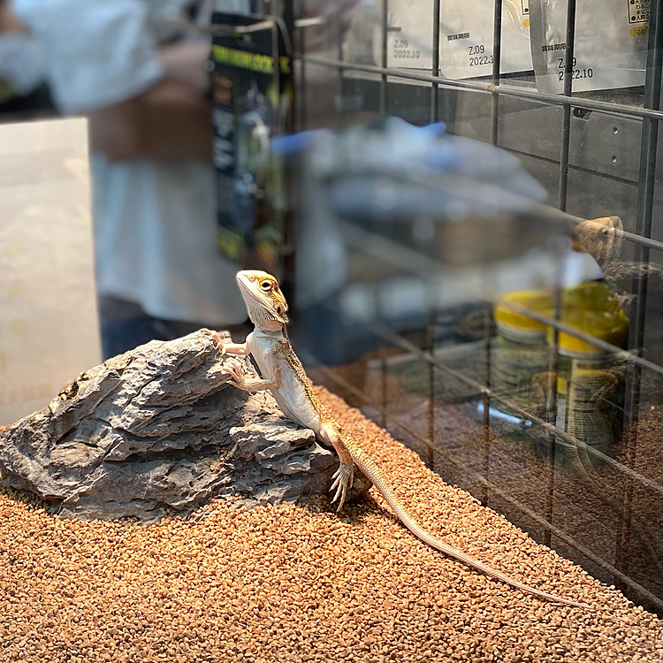 次に飼ったのは…
フトアゴヒゲトカゲ🦎💦
一緒にペットショップに行ったのですが、小動物コーナー、観賞魚コーナーにはお客さんが沢山いました。コロナ禍でペットブームってホントなんですね。
爬虫類コーナーは、最近入荷されてまだ調整中の子が沢山いて…やっぱりこちらも人気なんだそう💦