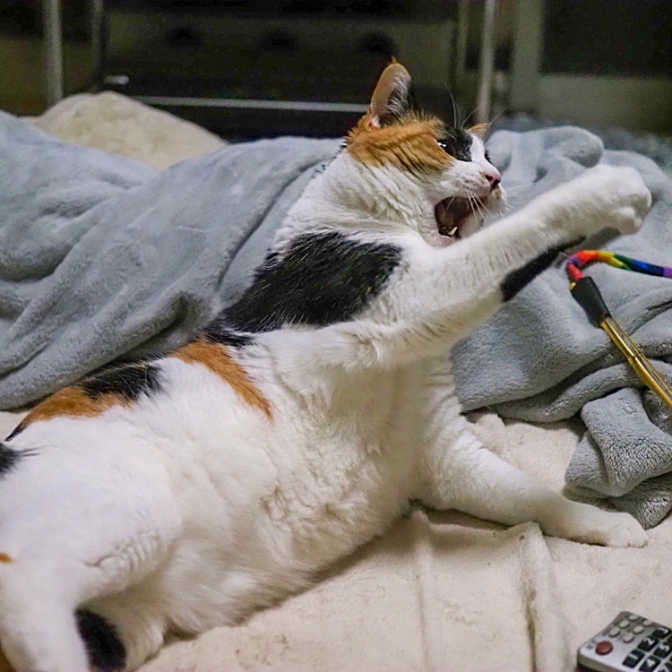 気合いパンチにゃ