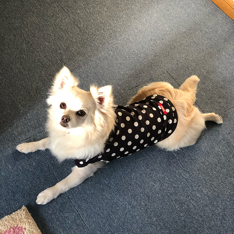 おはようございます☀
小雪は今朝も元気いっぱいお散歩してきました🎵🐶
なぜ玄関でクールダウン❓🤣