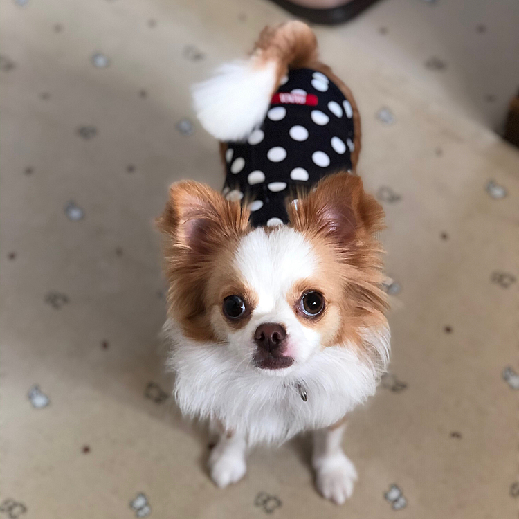 小春は今朝もペットボトルを咥えたり、転がしたり大忙し🎵🐶
ペットボトルがマイブームです😂