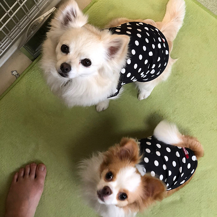 今日の水玉シスターズはモーニング🥐を堪能してご満悦✨
小春のモーニングも定着しつつあります😂