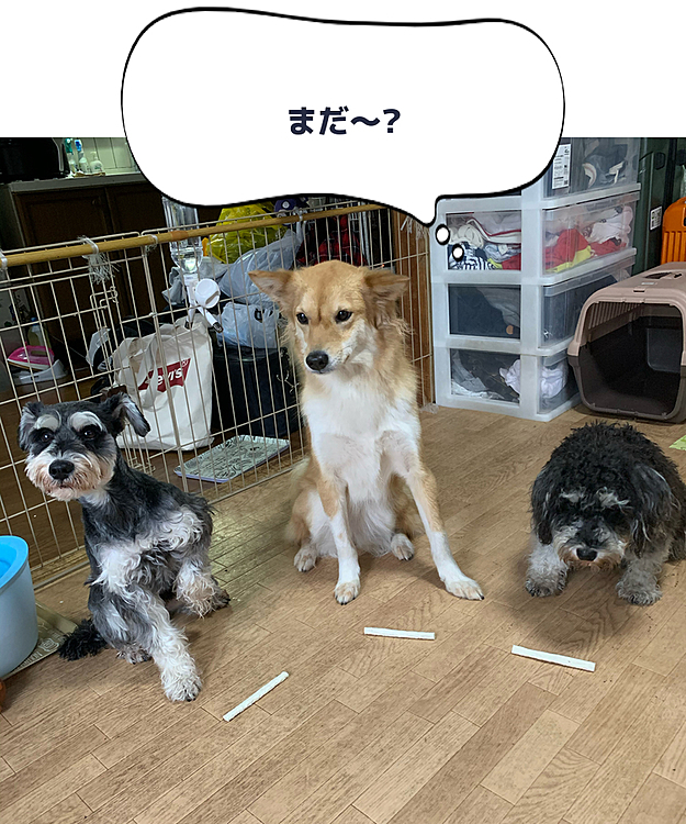 おはようございます〜🐶
今日も食後の歯磨きガムタイム〜😆
早く食べたいんだけど…
