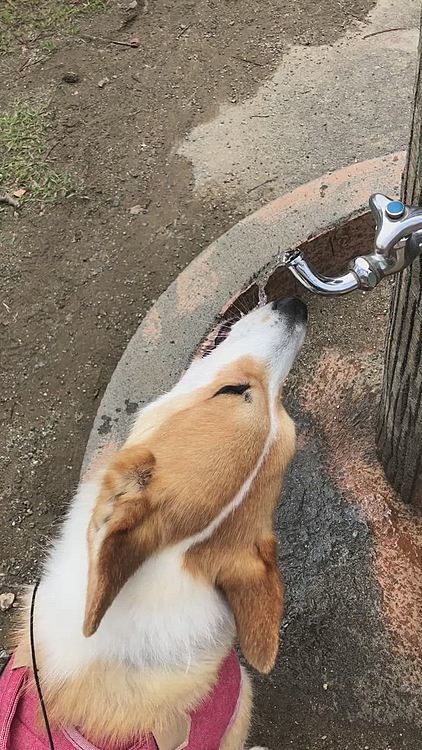 走って疲れて💦
はい、これも健在のワイルド飲みしちゃった😃う、う、うめぇ😃と、申しております😃